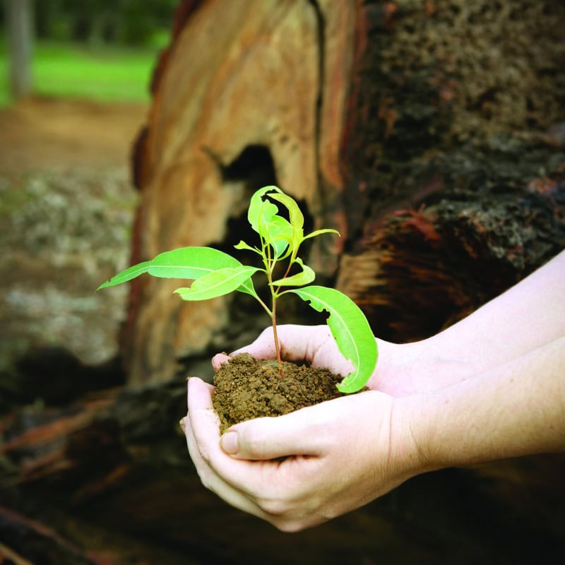 Hands holding a small plant with soil